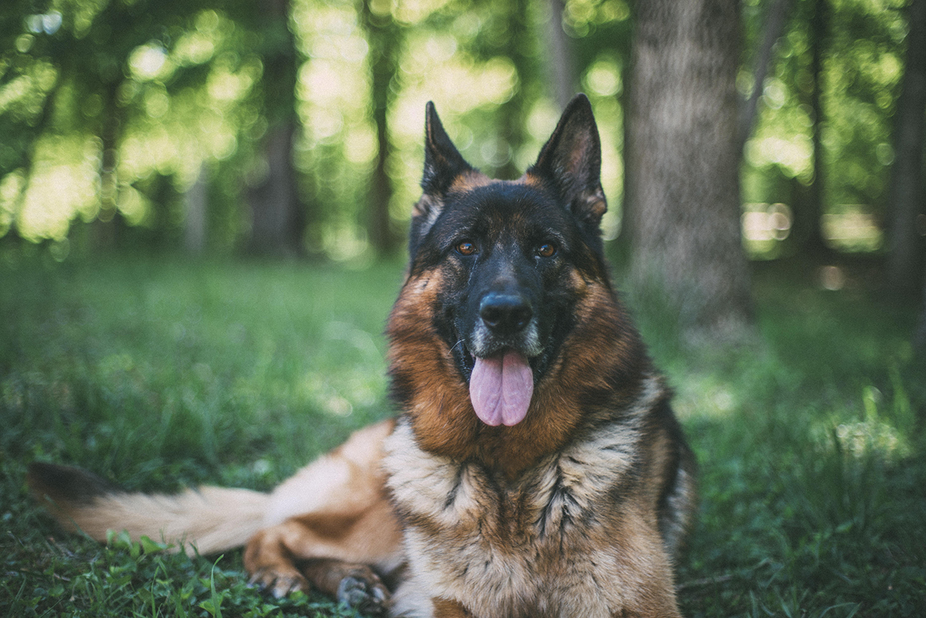 Home Top Gun ShepherdsTop Gun Shepherds Virginia's premier German